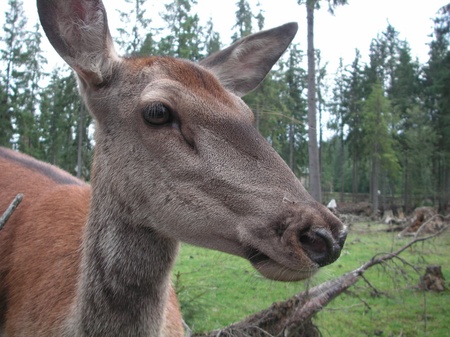 Можна гладити