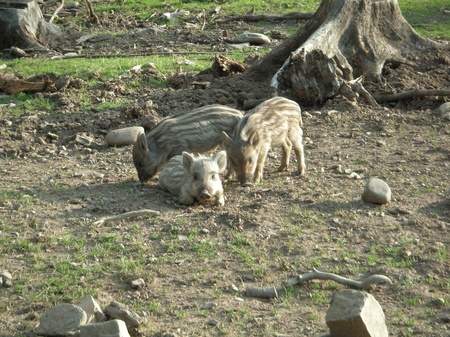 Трое поросят